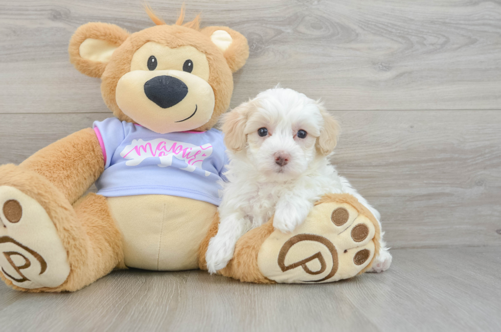 5 week old Maltipoo Puppy For Sale - Lone Star Pups