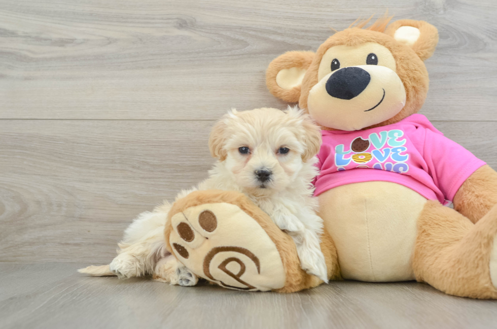 8 week old Maltipoo Puppy For Sale - Lone Star Pups