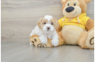 Maltipoo Pup Being Cute
