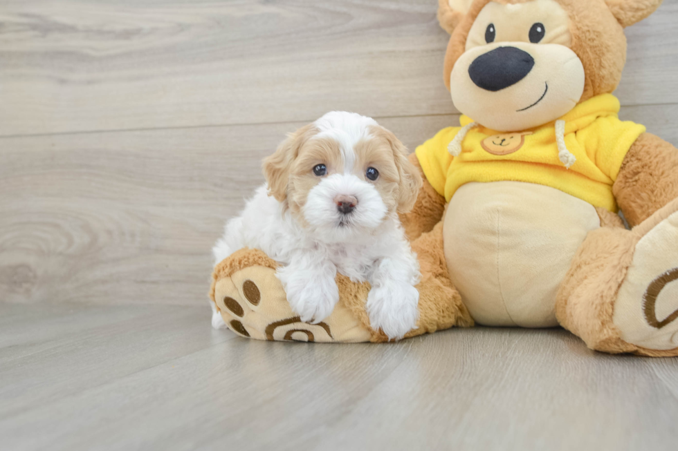 Maltipoo Pup Being Cute