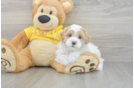 Best Maltipoo Baby
