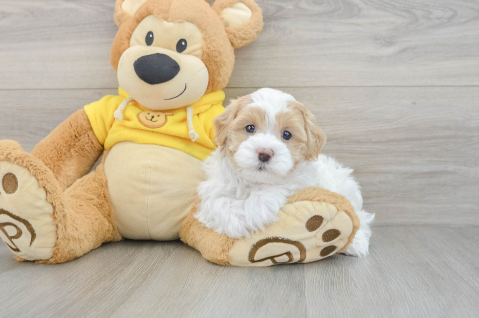 5 week old Maltipoo Puppy For Sale - Lone Star Pups