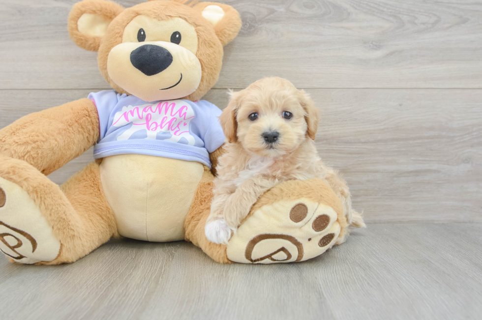 5 week old Maltipoo Puppy For Sale - Lone Star Pups