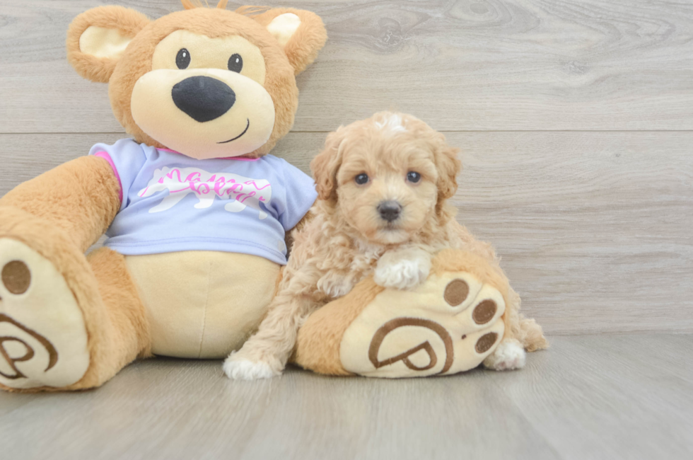 5 week old Maltipoo Puppy For Sale - Lone Star Pups