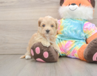 6 week old Maltipoo Puppy For Sale - Lone Star Pups