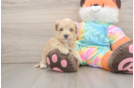 Energetic Maltidoodle Poodle Mix Puppy