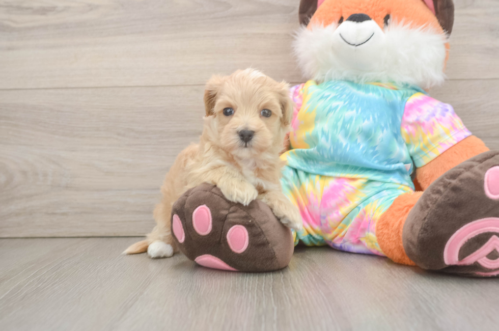 5 week old Maltipoo Puppy For Sale - Lone Star Pups