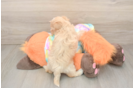 Maltipoo Pup Being Cute