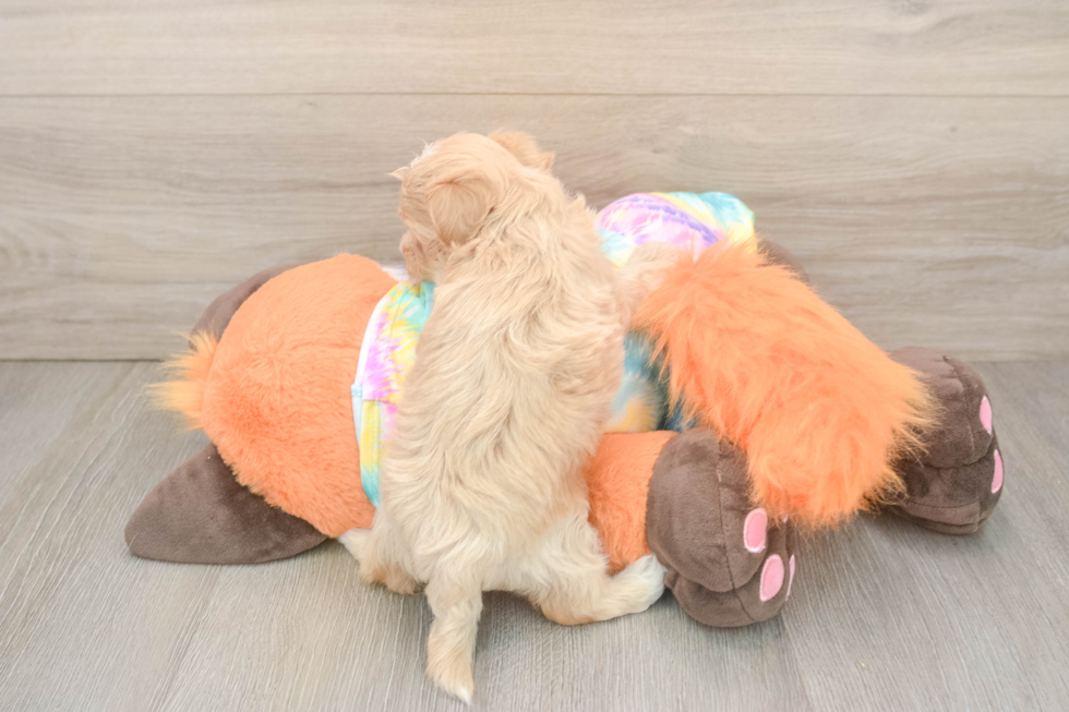 Maltipoo Pup Being Cute