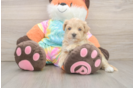 Adorable Maltidoodle Poodle Mix Puppy