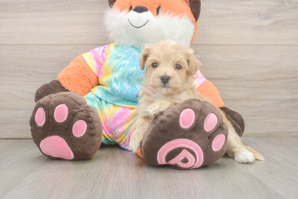 Adorable Maltidoodle Poodle Mix Puppy