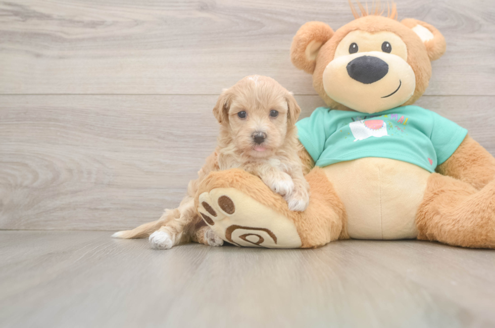 6 week old Maltipoo Puppy For Sale - Lone Star Pups