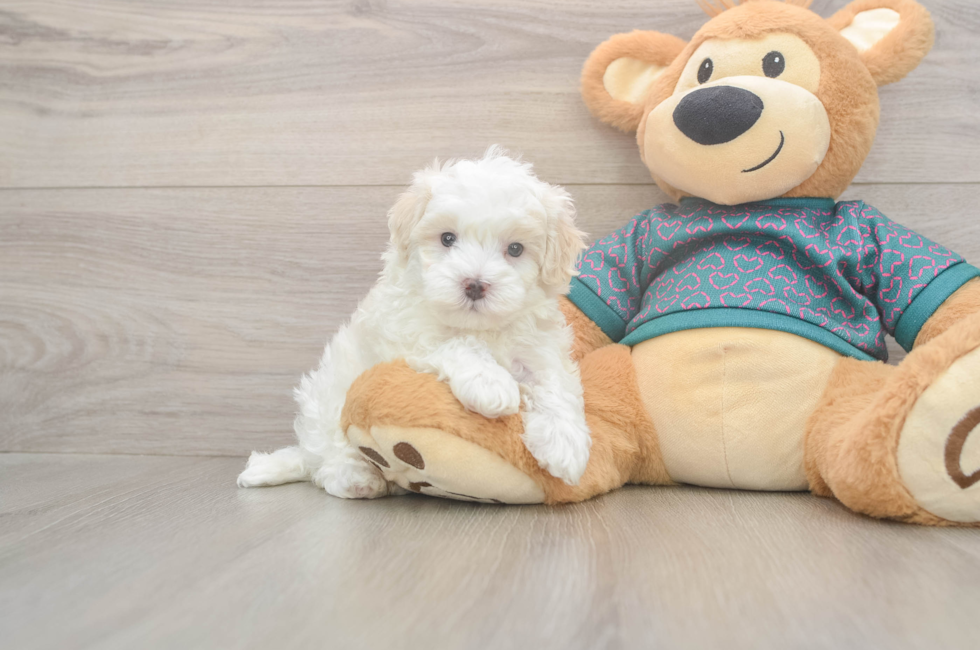 5 week old Maltipoo Puppy For Sale - Lone Star Pups