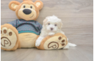 Maltipoo Puppy for Adoption