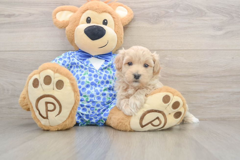 Maltipoo Pup Being Cute