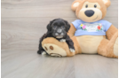 Maltipoo Pup Being Cute