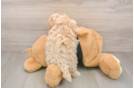 Best Maltipoo Baby