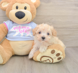 8 week old Maltipoo Puppy For Sale - Lone Star Pups