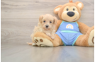 Popular Maltipoo Poodle Mix Pup