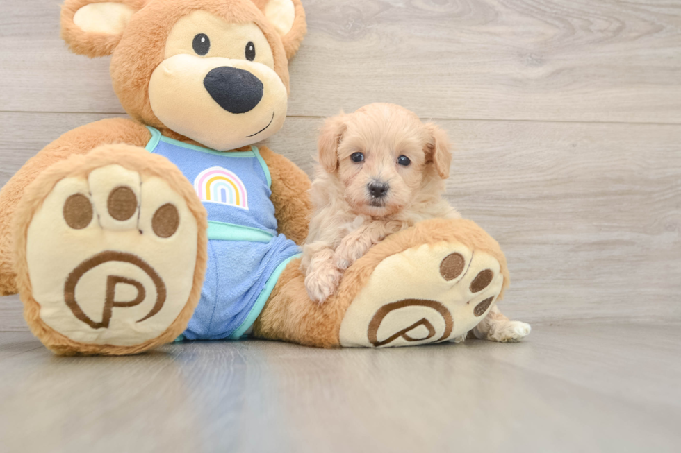 Best Maltipoo Baby
