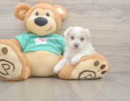 8 week old Maltipoo Puppy For Sale - Lone Star Pups