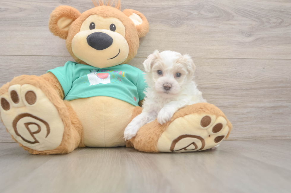 6 week old Maltipoo Puppy For Sale - Lone Star Pups