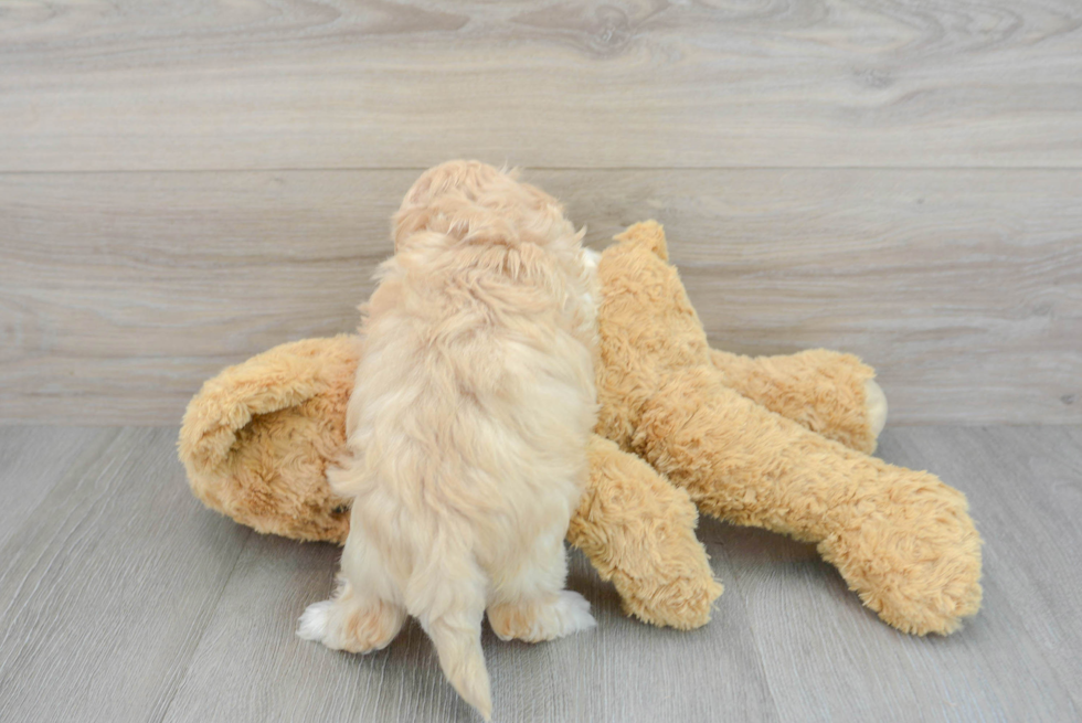Best Maltipoo Baby