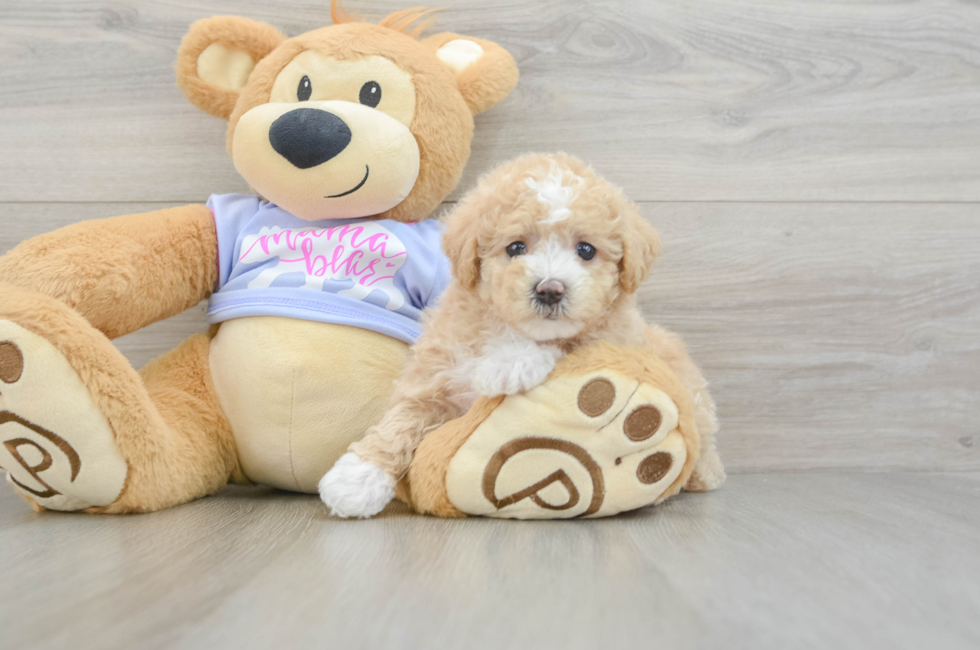 5 week old Maltipoo Puppy For Sale - Lone Star Pups