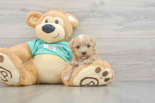 Maltipoo Pup Being Cute