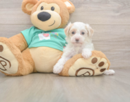 8 week old Maltipoo Puppy For Sale - Lone Star Pups