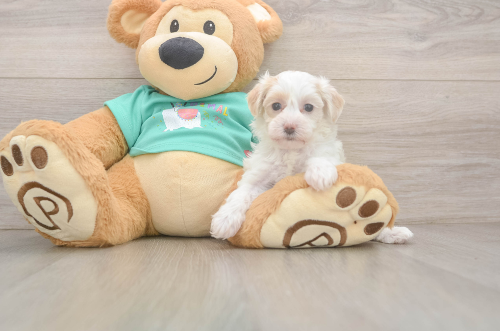 6 week old Maltipoo Puppy For Sale - Lone Star Pups