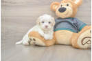 Best Maltipoo Baby