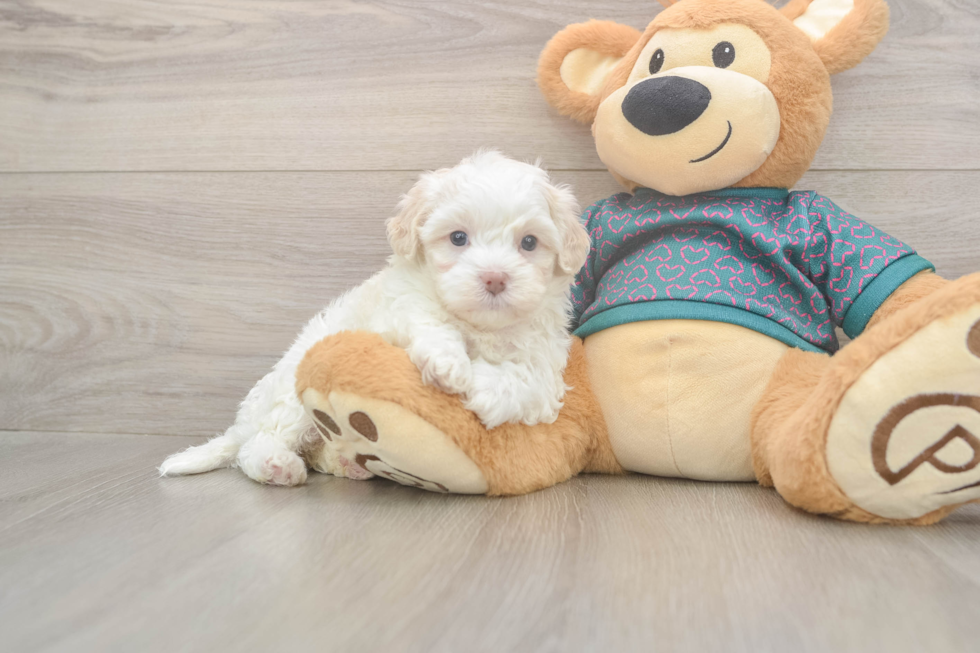 Best Maltipoo Baby