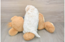 Small Maltipoo Baby