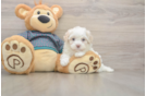 Fluffy Maltipoo Poodle Mix Pup