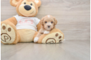 Funny Maltipoo Poodle Mix Pup