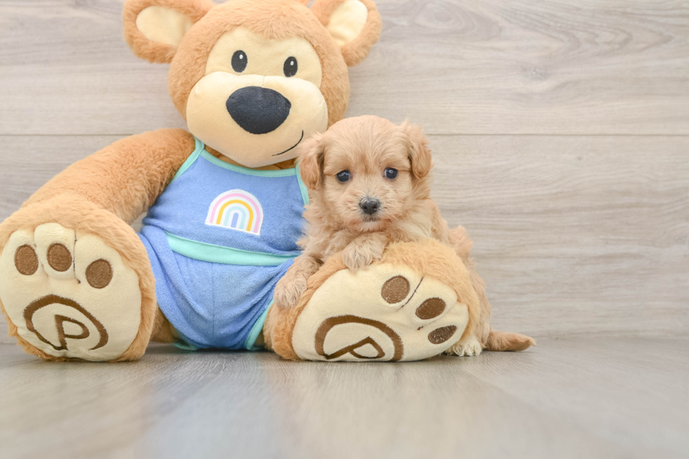 Playful Maltepoo Poodle Mix Puppy