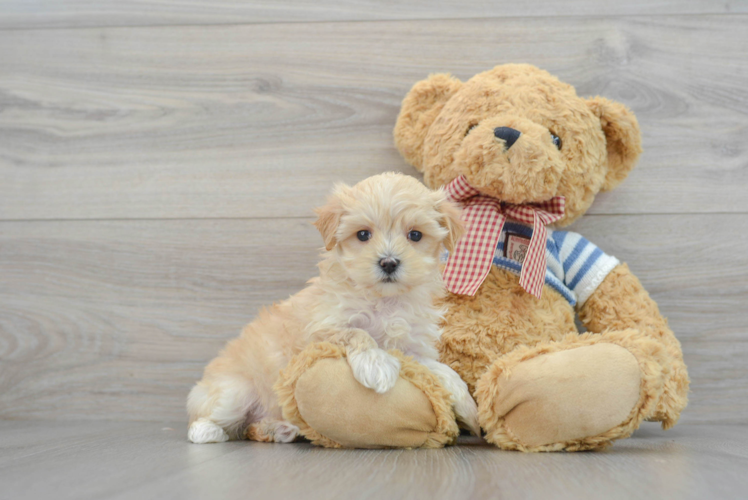Playful Maltepoo Poodle Mix Puppy