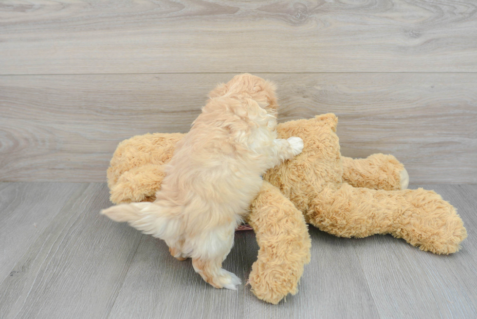 Adorable Maltepoo Poodle Mix Puppy