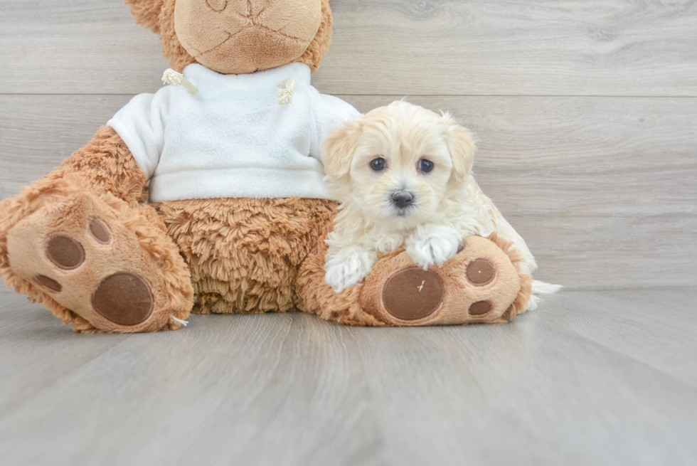 Hypoallergenic Maltepoo Poodle Mix Puppy