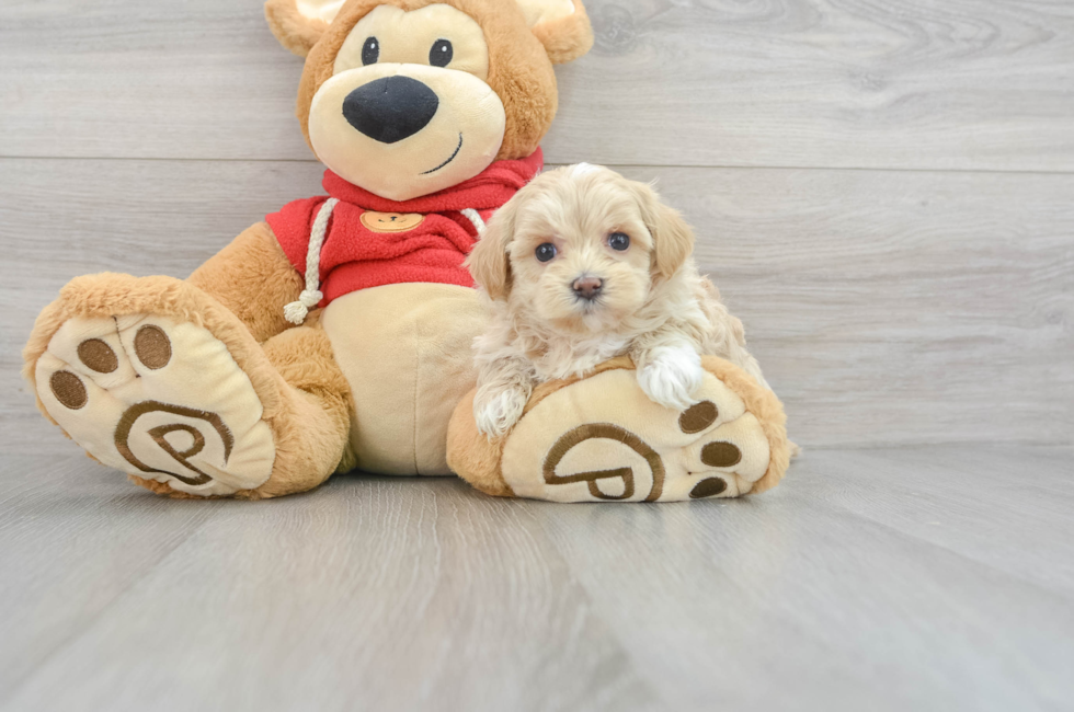 5 week old Maltipoo Puppy For Sale - Lone Star Pups
