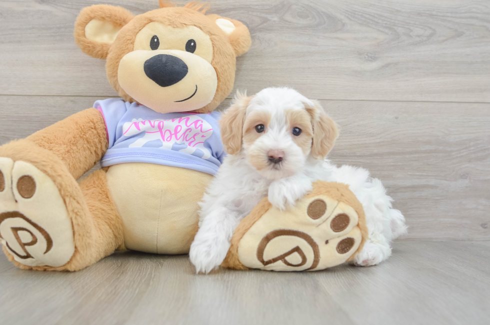 5 week old Maltipoo Puppy For Sale - Lone Star Pups