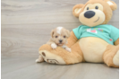 Playful Malt Oodle Poodle Mix Puppy