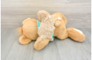 Adorable Malt Oodle Poodle Mix Puppy