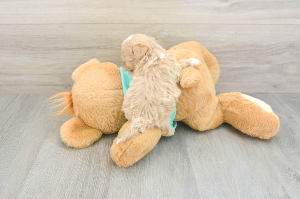Adorable Malt Oodle Poodle Mix Puppy