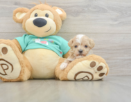 8 week old Maltipoo Puppy For Sale - Lone Star Pups