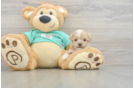 Maltipoo Puppy for Adoption
