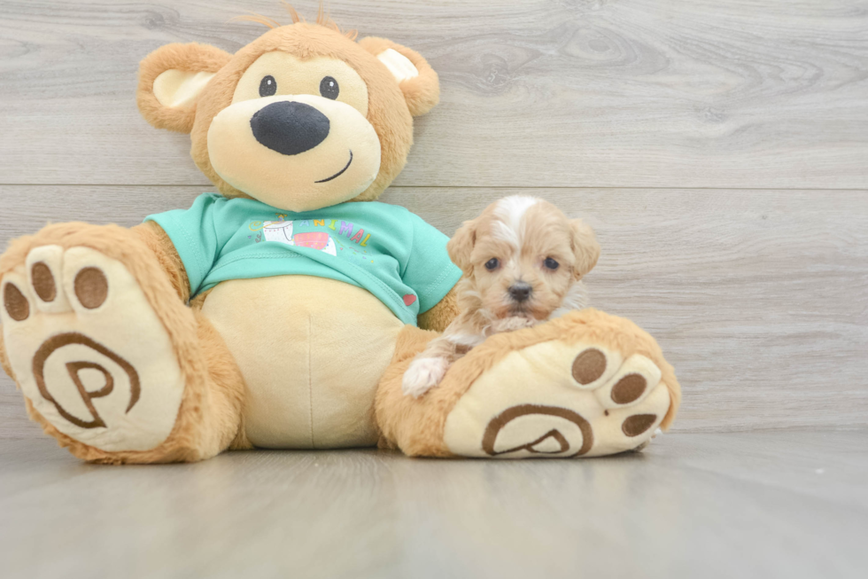 Maltipoo Puppy for Adoption