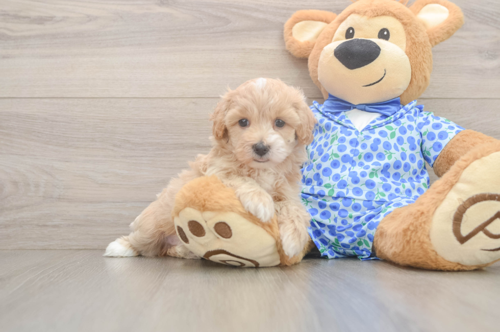 6 week old Maltipoo Puppy For Sale - Lone Star Pups