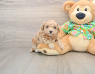8 week old Maltipoo Puppy For Sale - Lone Star Pups
